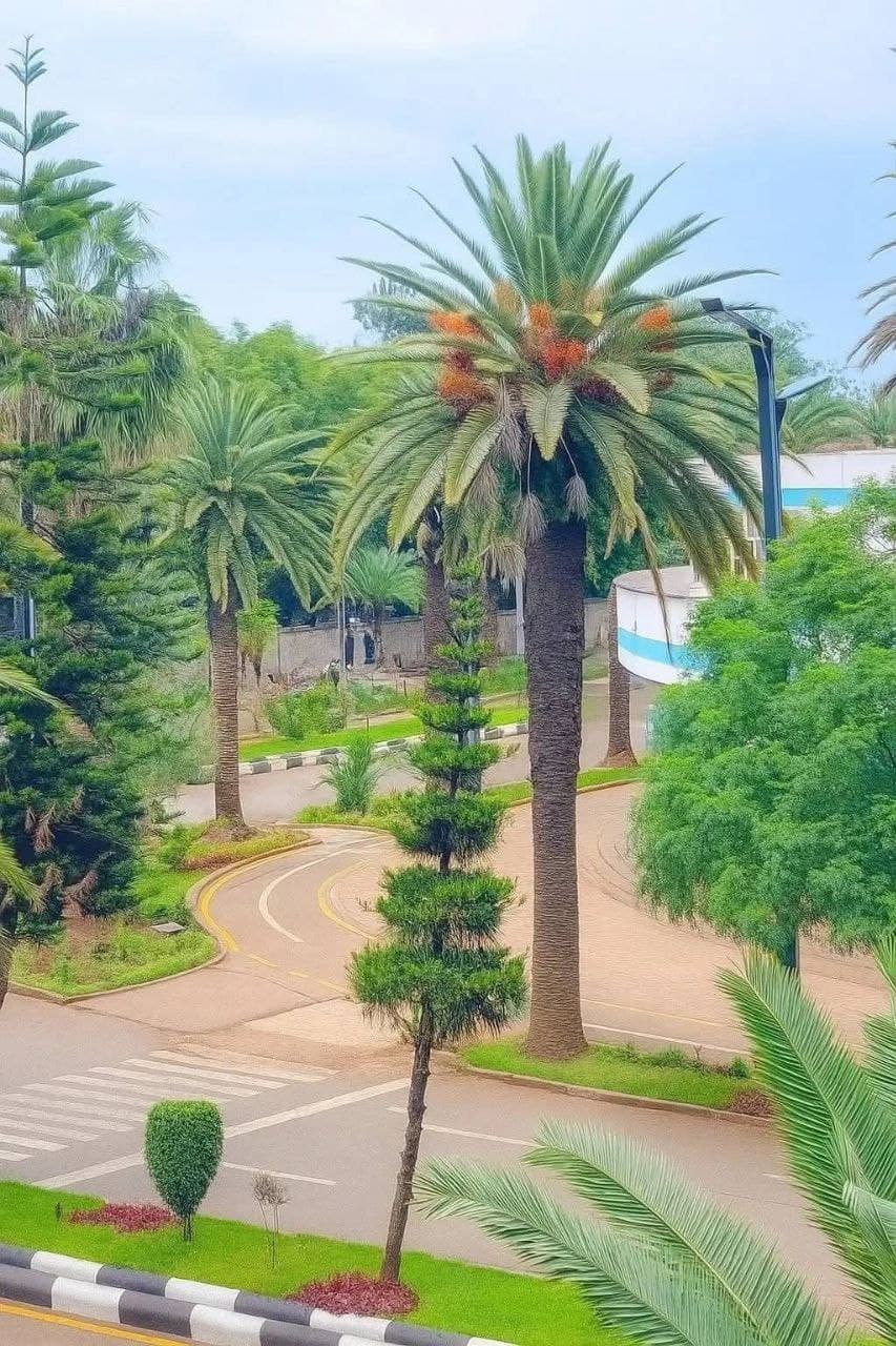 የመኖሪያ እና የንግድ ቤት ኪራይ - Bahir Dar — 1